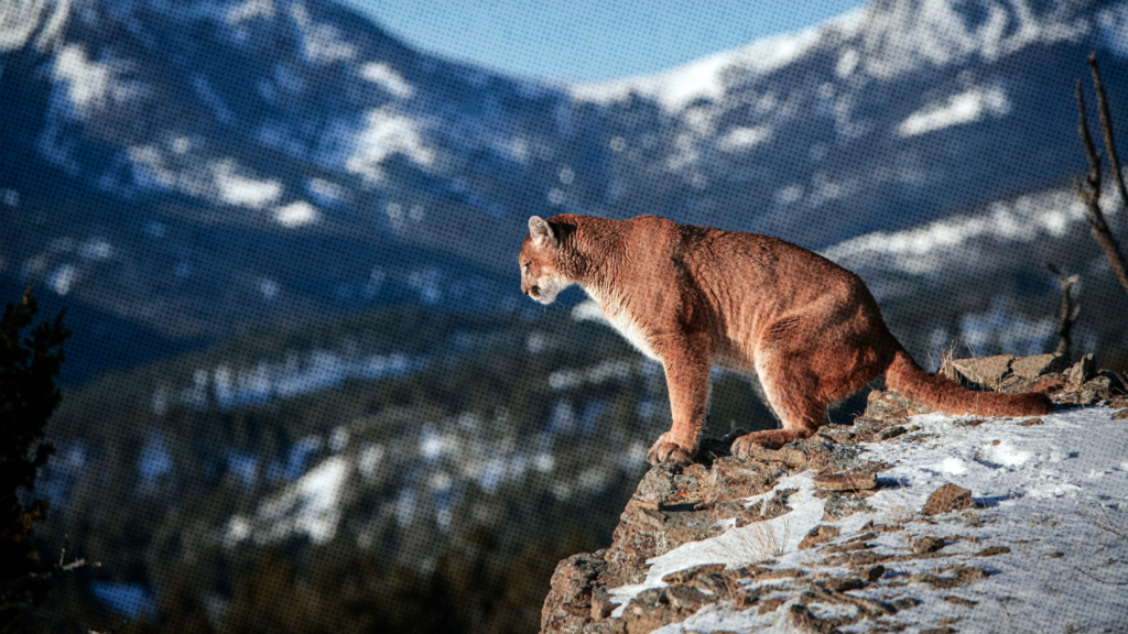 A brown Canada Lynx sitting at a mountain ledge looking down.