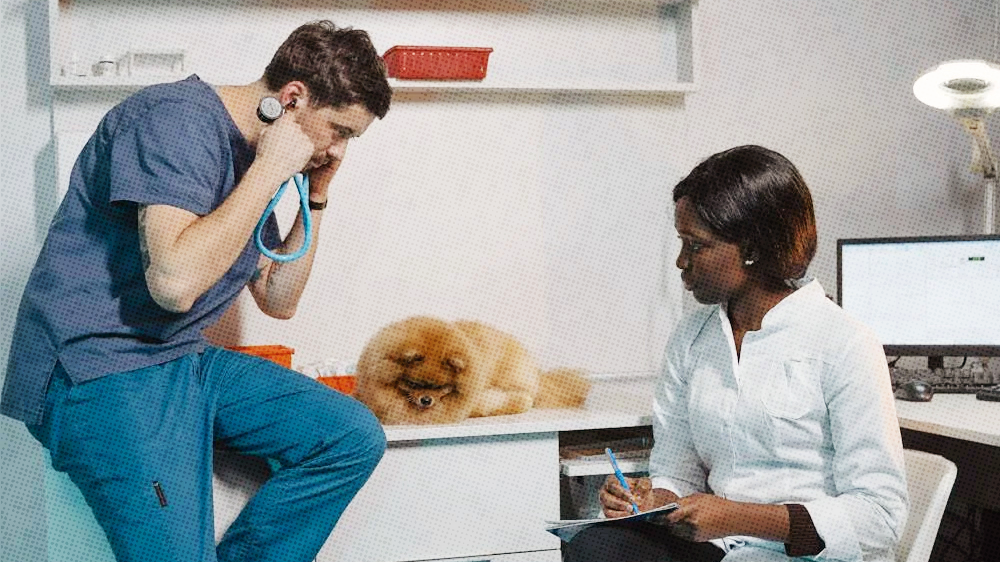 A male vet technician sitting on a desk near a dog with a stethoscope on his head and a female veterinarian sitting on a chair looking at the dog.